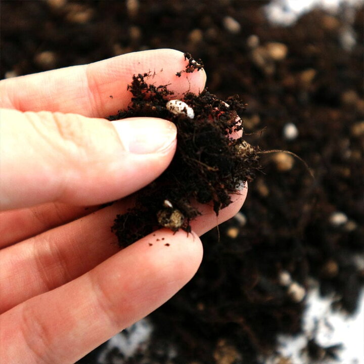 楽天市場 送料無料 野菜 ハーブ用 培養土 野菜を美味しく育てる培養土 25l袋 1個 即出荷 野菜 ハーブ ポット 培土 果樹 花 観葉植物 園芸 培養土 育苗 土 鉢 土 農家 農場 農園 肥料 プロ仕様 種まき 植物販売のｉｔａｎｓｅ楽天市場店