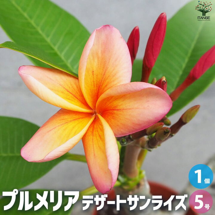 楽天市場】ITANSE プルメリア苗木 品種：デザートサンライズ 花苗 5号 