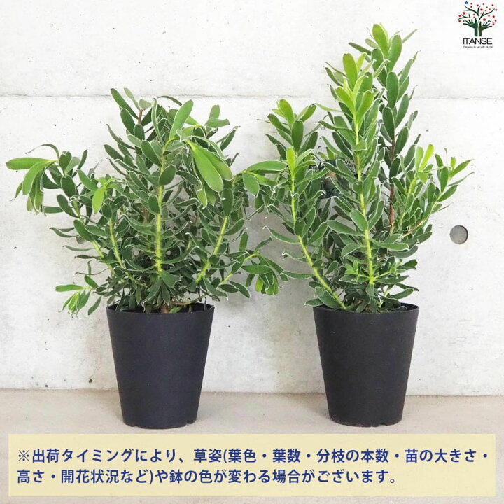 楽天市場】【ポイント5倍☆マラソン期間】リューカデンドロン グクラ 
