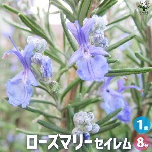 y}\ԁ|Cg5{z[Y}[ ZC ԕc 8 1 [Y}[̕c herb n[u n[uc K[fjO ƒ؉  [