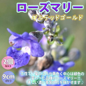 yz[Y}[ MebhS[h n[uc 9cm|bg 2` [Y}[c OhJo[ x_ 뉀 Ntg Mtg  A}es[ |v n[ueB[ InA