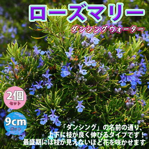 yz[Y}[ _VOEH[^[ n[uc 9cm|bg 2` [Y}[c OhJo[ x_ 뉀 Ntg herb Mtg  A}es[ |v n[ueB[ I