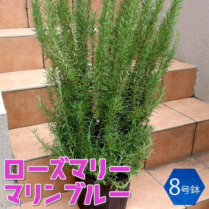 yz[Y}[ }u[ n[uc 8 1 [Y}[̕c c c n[u n[uc ƒ؉  ӏ ͔| 뉀؉ _ x_  N  n[u A 