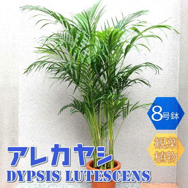 【マラソン中★ポイントUP】アレカヤシ【大型 観葉植物 8号鉢/1個】リビング オフィス 事務所 インテリア おしゃれ ガーデニング 初心者 育てやすい 御祝 お祝い 新築祝い 引越し祝い 結婚祝い ギフト プレゼント 贈答 人気 品種 観賞用 誕生日