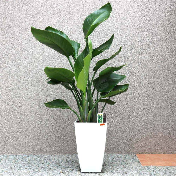 楽天市場】【送料無料】ストレリチア オーガスタ 大型 観葉植物 8号鉢 