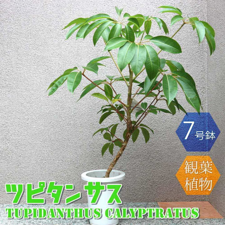 楽天市場】【送料無料】ツピタンサス 大型 観葉植物 7号鉢 1本立ち1個 