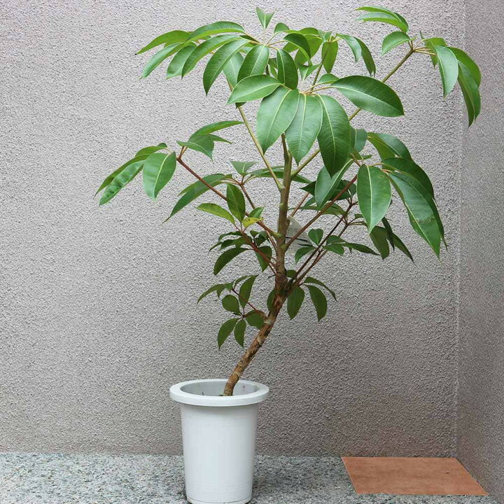 楽天市場】【送料無料】ツピタンサス 大型 観葉植物 7号鉢 1本立ち1個 