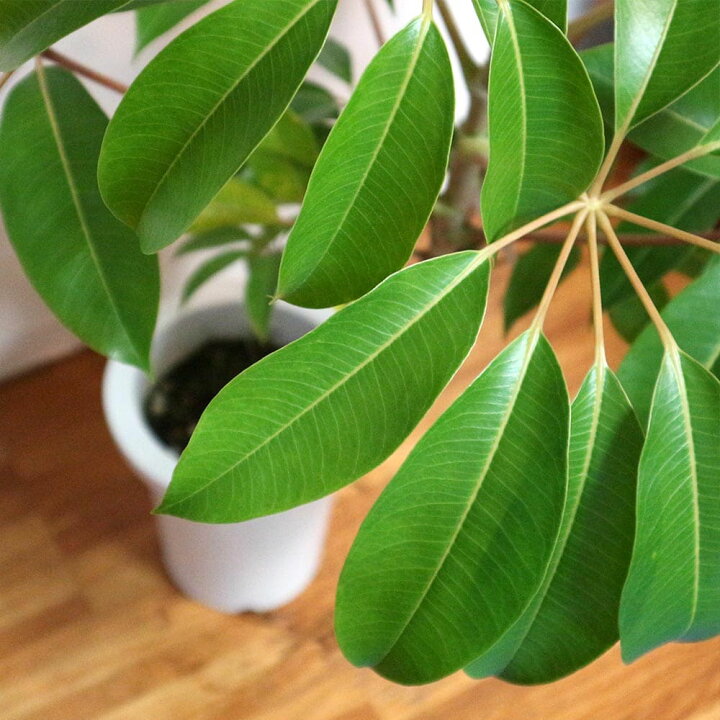 楽天市場】【送料無料】ツピタンサス 大型 観葉植物 7号鉢 1本立ち1個 