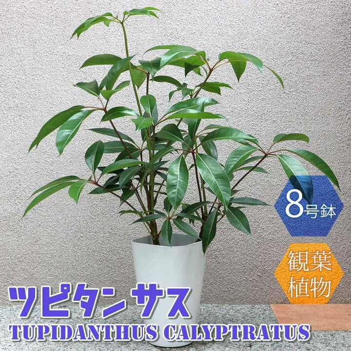 楽天市場】【送料無料】ツピタンサス 大型 観葉植物 8号鉢 2〜3本立ち1 