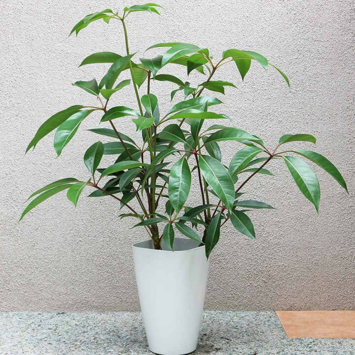 楽天市場】【送料無料】ツピタンサス 大型 観葉植物 8号鉢 2〜3本立ち1 