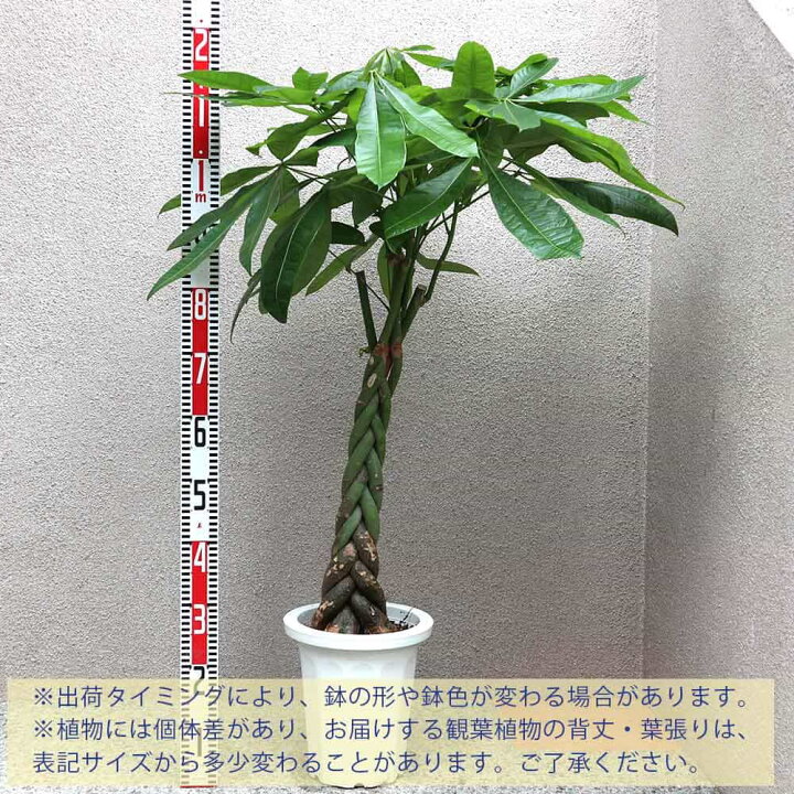 楽天市場 送料無料 パキラ 大型 観葉植物 8号鉢 1個 リビング オフィス 事務所 インテリア 大型 おしゃれ 初心者 育てやすい ガーデニング 御祝 お祝い 新築祝い 引越し祝い 結婚祝い プレゼント 人気 品種 観賞用 リーフ プランツ 植物販売のｉｔａｎｓｅ楽天市場店