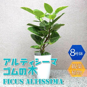 【マラソン期間★ポイント5倍】フィカス アルティシーマ ゴムの木 中型 観葉植物 8号鉢 1個 リビング オフィス 事務所 インテリア 大型 おしゃれ 初心者 育てやすい ガーデニング 御祝 お祝