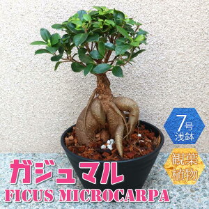 ガジュマル 大型の人気商品 通販 価格比較 価格 Com