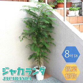 【送料無料】ジャカランタ【大型 観葉植物 8号鉢/1個】リビング オフィス 事務所 インテリア 大型 おしゃれ 初心者 育てやすい ガーデニング 御祝 お祝い 新築祝い 引越し祝い 結婚祝い プレゼント 人気 品種 観賞用