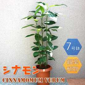 楽天市場 シナモン 木の通販