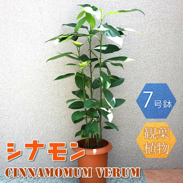 楽天市場 送料無料 シナモン 中型 観葉植物 7号鉢 1個 リビング オフィス 事務所 インテリア 大型 おしゃれ 初心者 育てやすい ガーデニング 御祝 お祝い 新築祝い 引越し祝い 結婚祝い プレゼント 人気 品種 観賞用 植物販売のｉｔａｎｓｅ楽天市場店