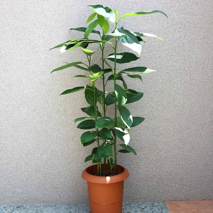 楽天市場 送料無料 シナモン 中型 観葉植物 7号鉢 1個 リビング オフィス 事務所 インテリア 大型 おしゃれ 初心者 育てやすい ガーデニング 御祝 お祝い 新築祝い 引越し祝い 結婚祝い プレゼント 人気 品種 観賞用 植物販売のｉｔａｎｓｅ楽天市場店