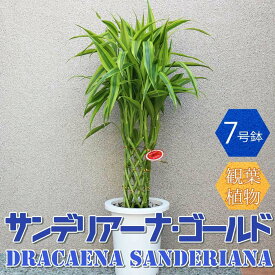 【送料無料】ドラセナ・サンデリアーナ ゴールド(ラッキーバンブー・ミリオンバンブー)【中型 観葉植物 7号鉢/1個】リビング オフィス 事務所 インテリア 大型 おしゃれ お祝い 新築祝い 引越し祝い 結婚祝い プレゼント 人気 品種