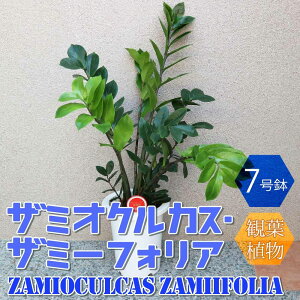 yzU~INJX U~[tHA ^ ϗtA 7 1 rO ItBX  CeA ^  S Ă₷ j j Vzj zj j v