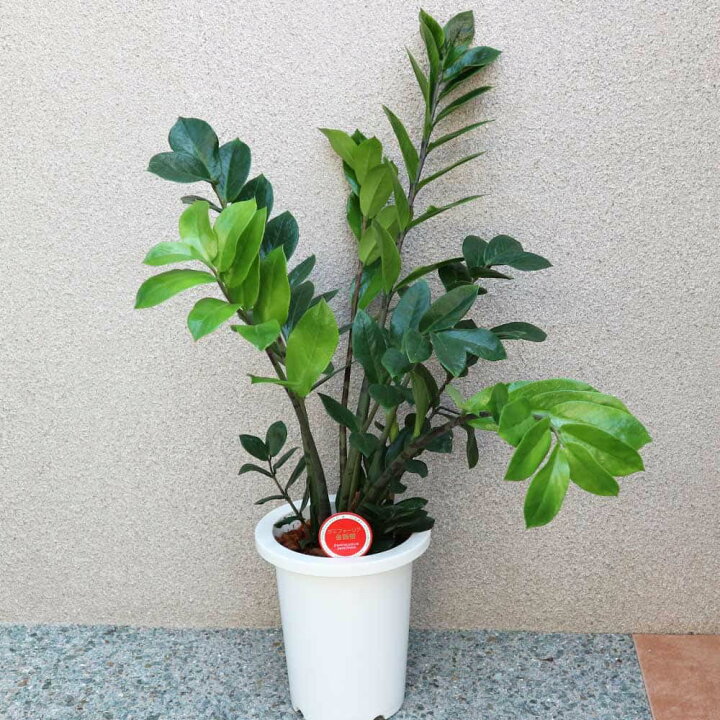楽天市場】【送料無料】ザミオクルカス ザミーフォリア 中型 観葉植物 