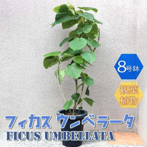 ウンベラータ 観葉植物の人気商品 通販 価格比較 価格 Com