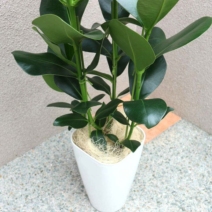観葉植物 クロトン エクセレント 7号鉢 1個 人気 中型 おしゃれ インテリア 育てやすい 風水 送料無料 定番の冬ギフト