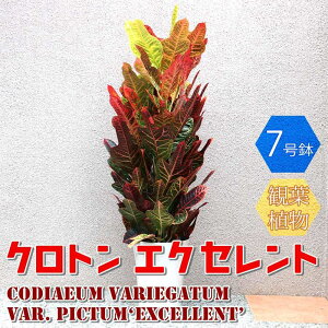 yzNg GNZg ^ ϗtA 7 1 rO ItBX  CeA ^  S Ă₷ K[fjO j j zj v[g lC 