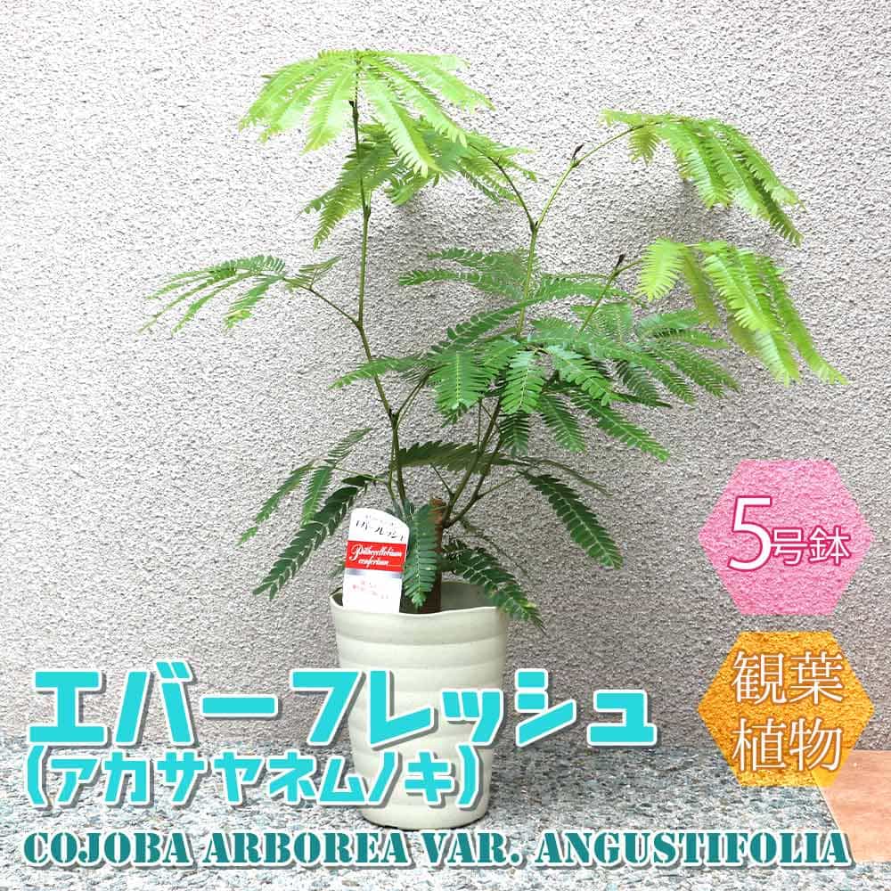 エバーフレッシュ 観葉植物の人気商品・通販・価格比較 - 価格.com