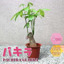 楽天市場】激安（観葉植物｜花・観葉植物）：花・ガーデン・DIYの通販