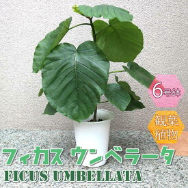 【マラソン中★ポイントUP】フィカス ウンベラータ ゴムの木の仲間【小型 観葉植物 6号鉢/1個】リビング オフィス 事務所 インテリア 大型 おしゃれ 初心者 育てやすい 御祝 お祝い 新築祝い 引越し祝い プレゼント 人気 品種 観賞用