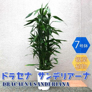 yzhZi TfA[i ^ ϗtA 7 1 rO ItBX  CeA ^  S Ă₷ K[fjO j j Vzj zj v