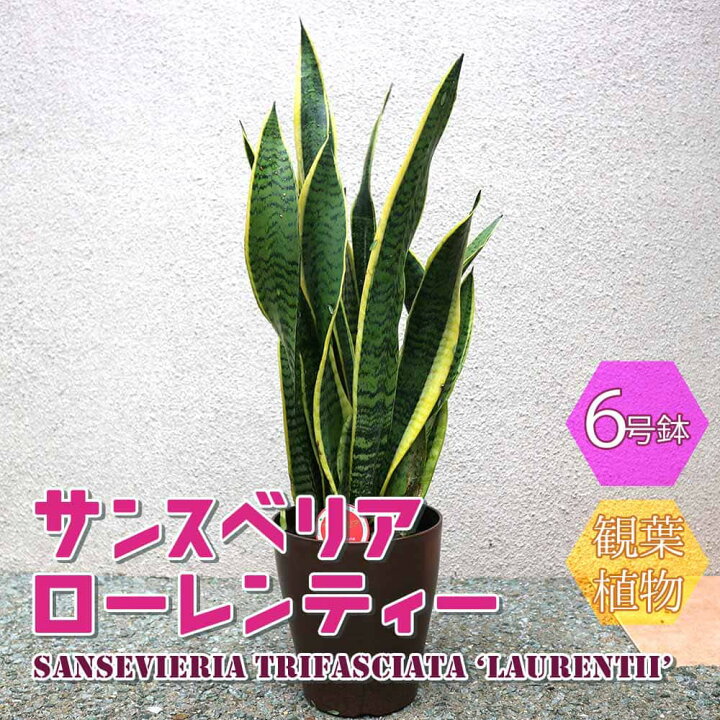 楽天市場 送料無料 サンスベリア ローレンティー 小型 観葉植物 6号鉢 1個 リビング オフィス 事務所 インテリア 大型 おしゃれ 初心者 育てやすい ガーデニング 御祝 お祝い 新築祝い 引越し祝い プレゼント 人気 品種 観賞用 植物販売のｉｔａｎｓｅ楽天市場店