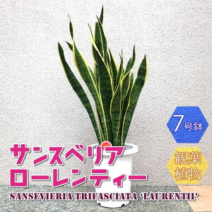 yzTXxA [eB[ ^ ϗtA 7 1 rO ItBX  CeA ^  S Ă₷ K[fjO j j Vzj zj 