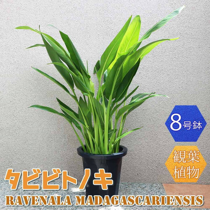 楽天市場】【ポイント5倍☆マラソン期間】タビビトノキ (旅人の木 