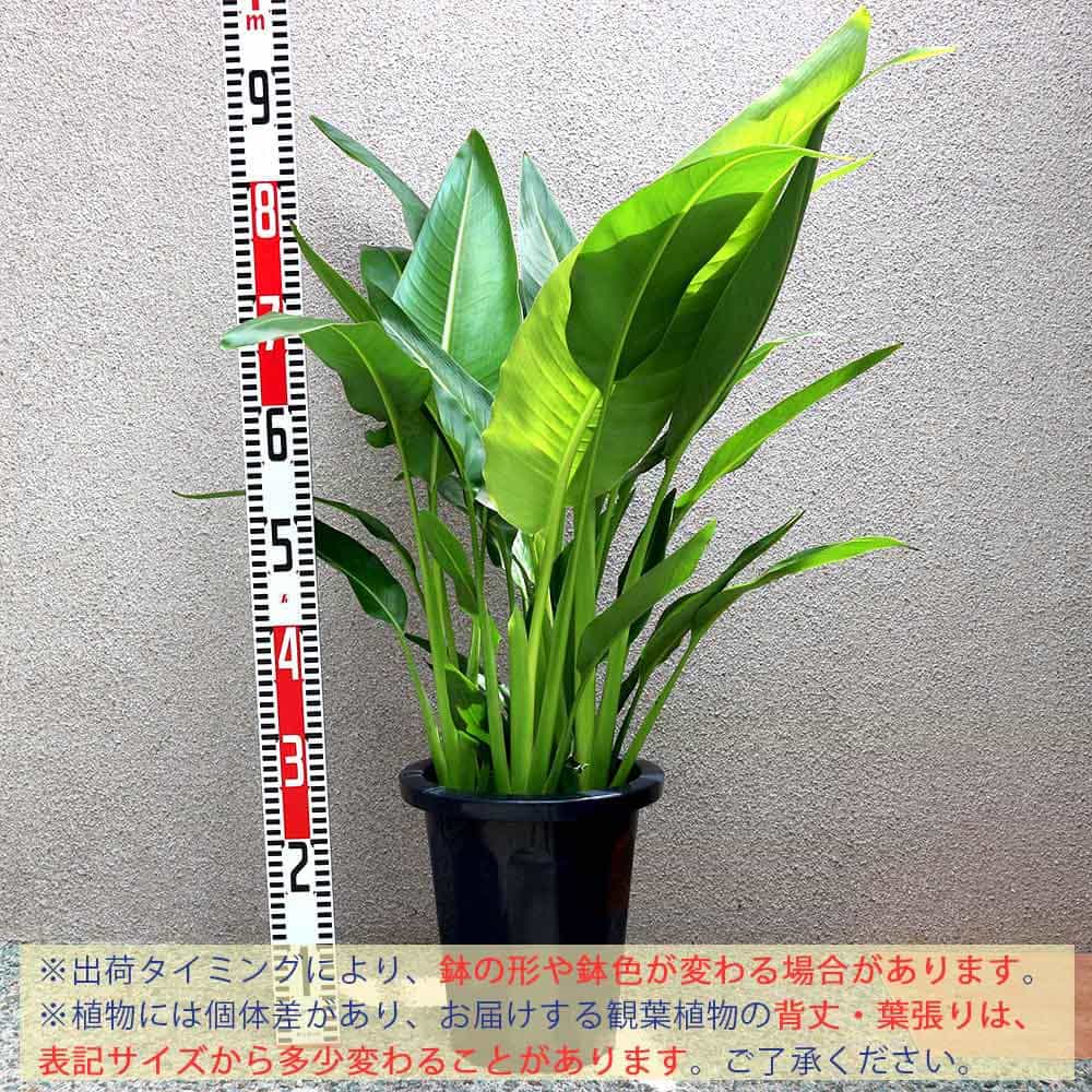 楽天市場】【送料無料】タビビトノキ (旅人の木)【中型 観葉植物 8号鉢
