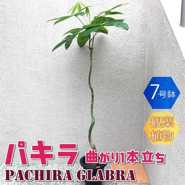 楽天市場 送料無料 パキラ 曲がり1本立ち 大型 観葉植物 7号鉢 1個 リビング オフィス 事務所 インテリア 大型 おしゃれ 初心者 育てやすい ガーデニング 御祝 お祝い 新築祝い 引越し祝い プレゼント 人気 品種 観賞用 植物販売のｉｔａｎｓｅ楽天市場店