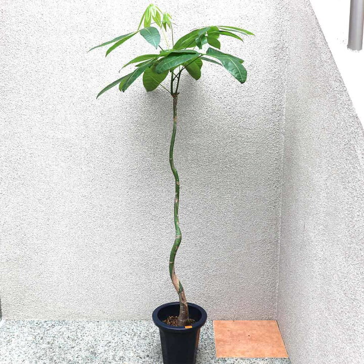 楽天市場 送料無料 パキラ 曲がり1本立ち 大型 観葉植物 7号鉢 1個 リビング オフィス 事務所 インテリア 大型 おしゃれ 初心者 育てやすい ガーデニング 御祝 お祝い 新築祝い 引越し祝い プレゼント 人気 品種 観賞用 植物販売のｉｔａｎｓｅ楽天市場店
