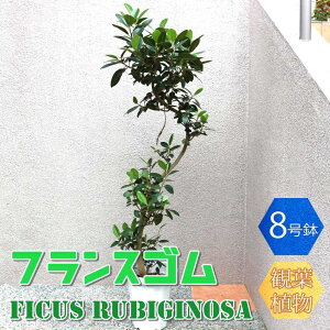 yztXS ^ ϗtA 8 1 rO ItBX  CeA ^  S Ă₷ K[fjO j j Vzj zj v[g lC 