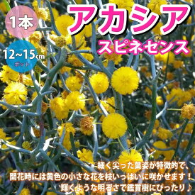 楽天市場 アカシア 苗の通販
