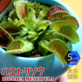 【送料無料】ハエ取草(ハエトリソウ)【食虫植物 5cmポット(鉢カバー付き)/1個】観葉植物 リビング オフィス インテリア おしゃれ オシャレ 育てやすい 人気 品種 観賞用 プランツ 庭植え 鉢植え 虫取り はえとりそう ハエトリグサ