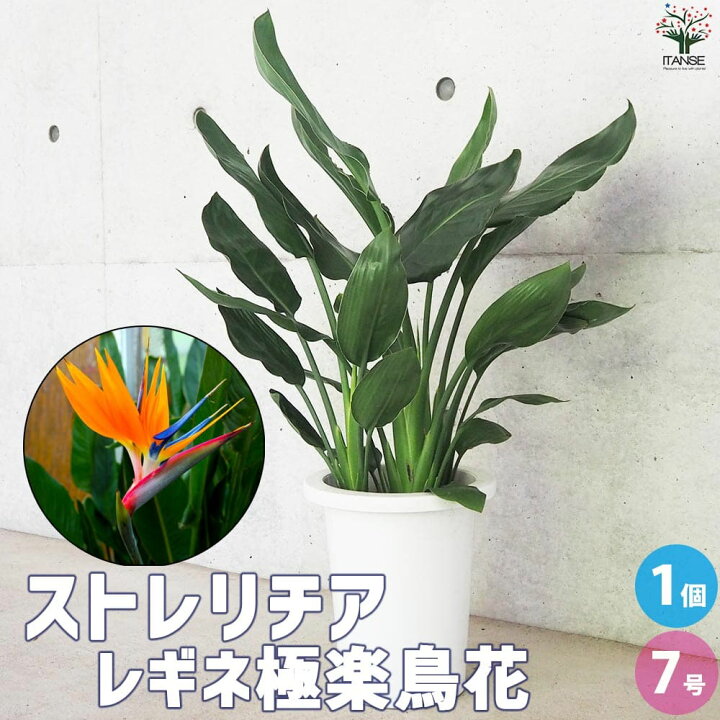 楽天市場】【P5倍☆SS期間中】ストレリチア レギネ 極楽鳥花【観葉植物 