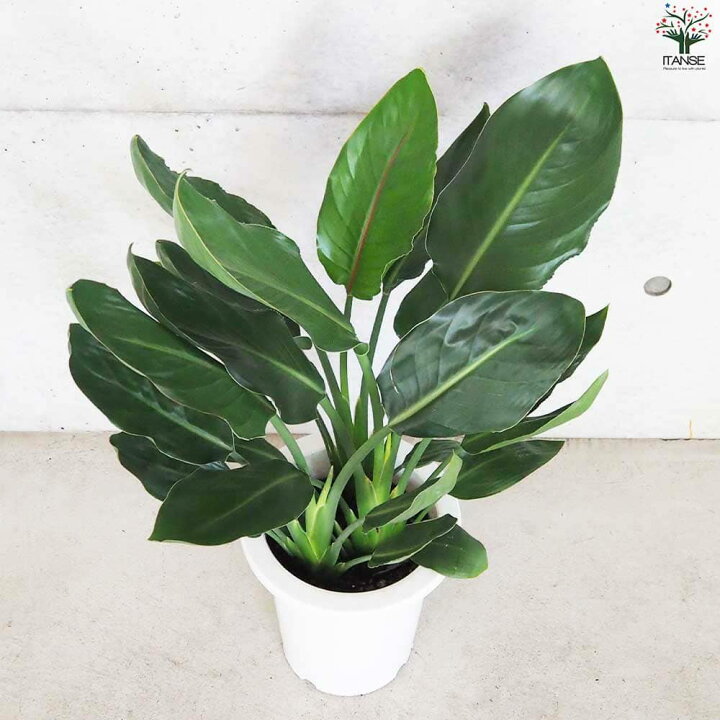 楽天市場】【送料無料】ストレリチア レギネ 極楽鳥花 観葉植物 7号鉢 