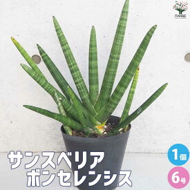 【送料無料】サンスベリア ボンセレンシス【観葉植物 6号鉢／1個売り】リビング オフィス 事務所 インテリア お祝い 新築祝い 引越し祝い 結婚祝い 新生活