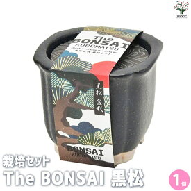 【送料無料】栽培セット The BONSAI 黒松 盆栽 1個売り 栽培 簡単 初心者 栽培キット 育て方 送料無料 即納