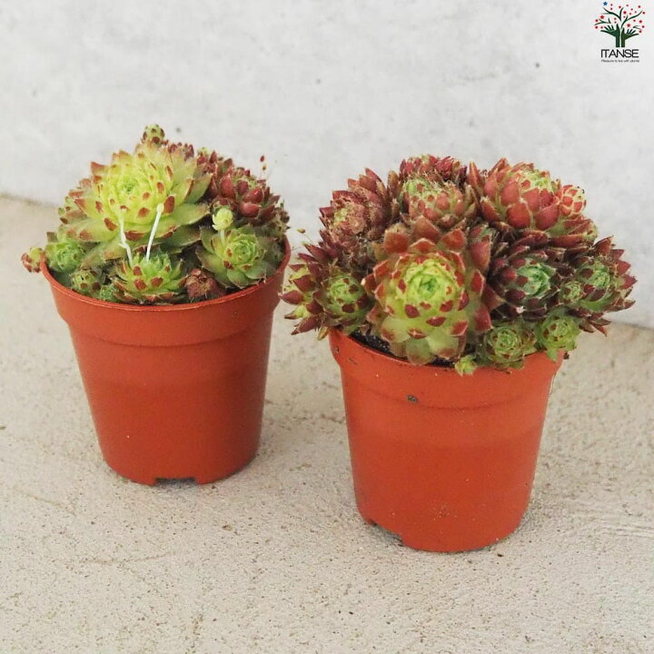 楽天市場】ITANSE センペルビウム ジョビバルバ レッド 多肉植物 2.5号  