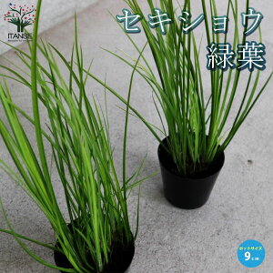 yzΗt ZLVE ԕc 9cm|bgc ZLVE VEu J[[t OhJo[ ԕc K[fjO t[K[f  [