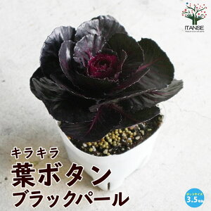 yzt{^ubNp[ ( _˃WFk q ) ԕc 3.5|bgc n{^̕c tO t{^ t{^̕c Y  K[fjO Ԃ̕c Ԓd  J[[t 