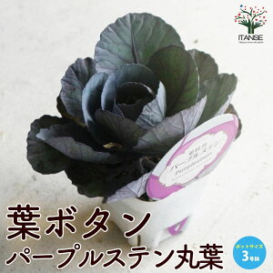 yzt{^p[vXeۗt ( _˃WFk ) ԕc 3|bgc n{^̕c tO t{^ t{^̕c Y  K[fjO  [