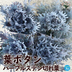 yzt{^p[vXe؂t ( _˃WFk ) ԕc 3|bgc n{^̕c tO t{^ t{^̕c Y  K[fjO  [