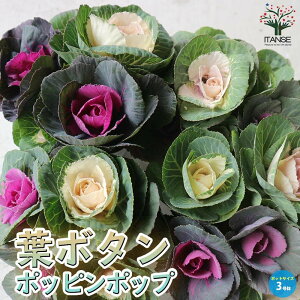 yzt{^|bs|bv ( _˃WFk ) ԕc 3.5|bgc n{^̕c tO t{^ t{^̕c Y  K[fjO  [